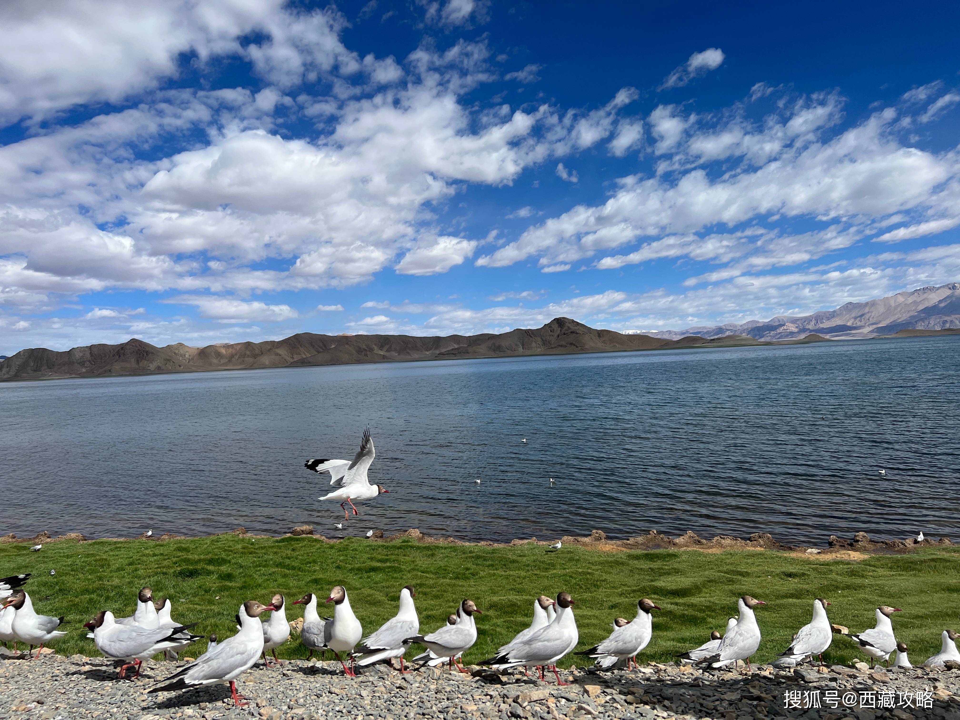 三江源旅行指南：普通人也能玩转的华夏水塔